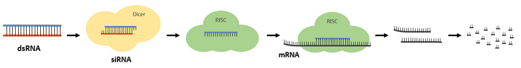 siRNA synthesis